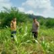 Dukung Ketahanan Pangan, Polsek Tandun Cek Jagung di Desa Puo Raya