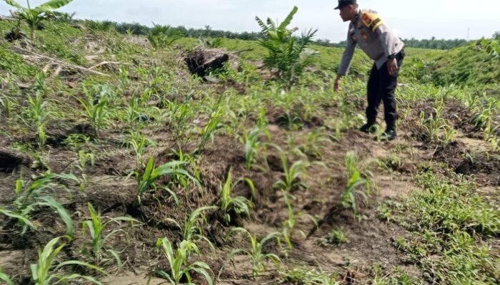 Polsek Kabun Pantau Pertumbuhan Jagung Tumpang Sari, Perkuat Dukungan terhadap Swasembada Pangan Nasional