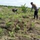 Polsek Kabun Pantau Pertumbuhan Jagung Tumpang Sari, Perkuat Dukungan terhadap Swasembada Pangan Nasional