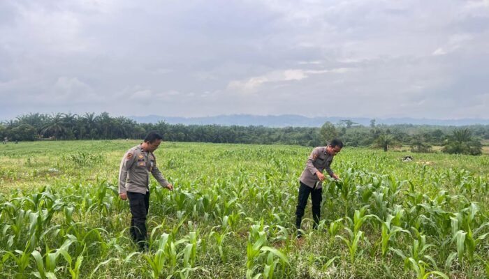 Cek Pertumbuhan Jagung 6 Hektare, Polres Rokan Hulu Perkuat Dukungan Swasembada Pangan Nasional