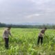 Cek Pertumbuhan Jagung 6 Hektare, Polres Rokan Hulu Perkuat Dukungan Swasembada Pangan Nasional
