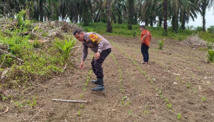 Polsek Rokan IV Koto Intensifkan Pemantauan dan Perawatan Jagung di Desa Air Panas, Perkuat Swasembada Pangan Nasional
