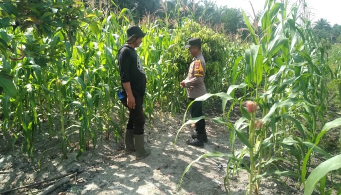Polsek Tambusai Utara Pantau Jagung Hibrida di Desa Pagar Mayang, Perkuat Dukungan terhadap Ketahanan Pangan Nasional