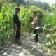 Polsek Tambusai Utara Pantau Jagung Hibrida di Desa Pagar Mayang, Perkuat Dukungan terhadap Ketahanan Pangan Nasional
