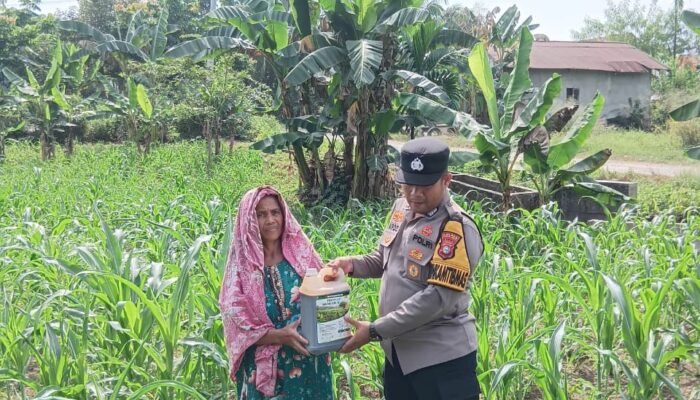 Polsek Tandun Dukung Produktivitas Jagung di Desa Tandun Barat wujud Ketahanan Pangan Nasional