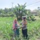 Polsek Tandun Dukung Produktivitas Jagung di Desa Tandun Barat wujud Ketahanan Pangan Nasional