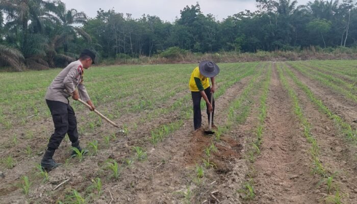 Dukung Ketahanan Pangan Nasional, Polsek Tambusai Utara Pantau Pertumbuhan Jagung Pipil Monokultur di Desa Suka Damai