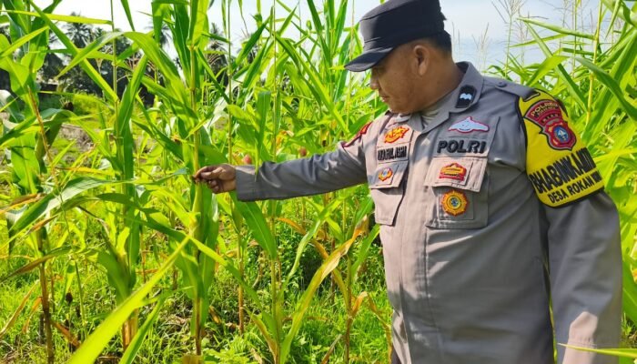 Polsek Rokan IV Koto Pantau Pertumbuhan Jagung Hibrida di Desa Rokan Koto Ruang, Perkuat Dukungan Swasembada Pangan Nasional
