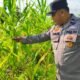 Polsek Rokan IV Koto Pantau Pertumbuhan Jagung Hibrida di Desa Rokan Koto Ruang, Perkuat Dukungan Swasembada Pangan Nasional