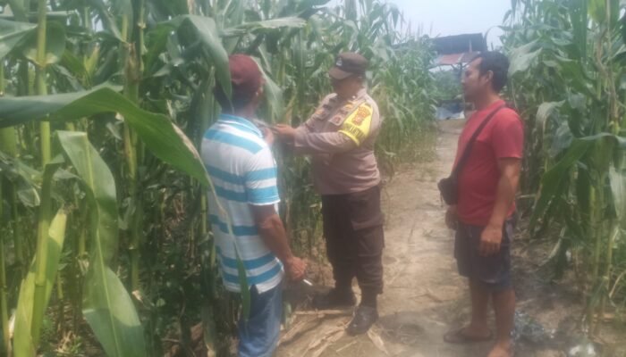 Polsek Kabun Cek Tanaman Jagung di Lahan BUMDes Aliantan, Perkuat Dukungan terhadap Swasembada Pangan Nasional