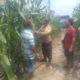 Polsek Kabun Cek Tanaman Jagung di Lahan BUMDes Aliantan, Perkuat Dukungan terhadap Swasembada Pangan Nasional
