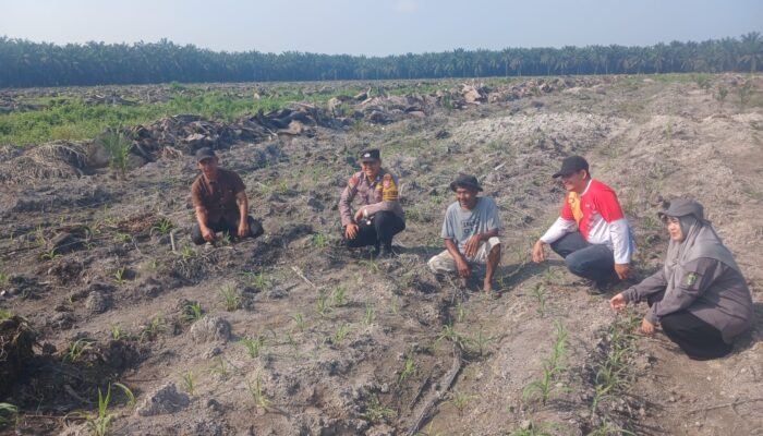 Polsek Kepenuhan Pantau Jagung Hibrida, Dukung Swasembada Pangan di Desa Kepenuhan Barat Mulia