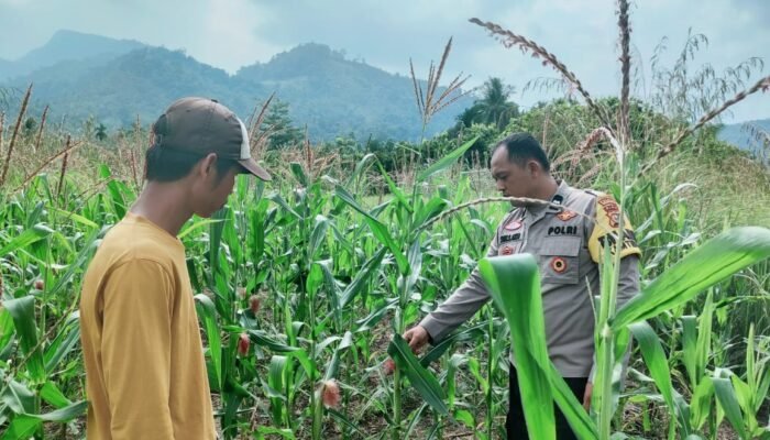 Polsek Rokan IV Koto Pantau Jagung di Cipang Kiri Hulu, Dukung Swasembada Pangan Nasional