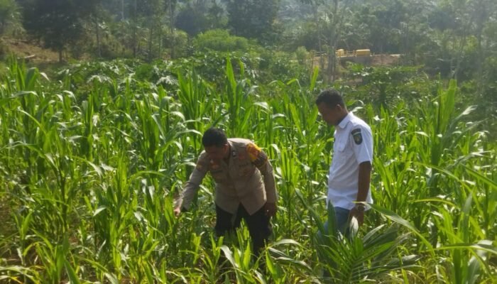 Polsek Rokan IV Koto Pantau Jagung di Cipang Kiri Hilir, Jaga Ketersediaan Pangan Strategis Nasional