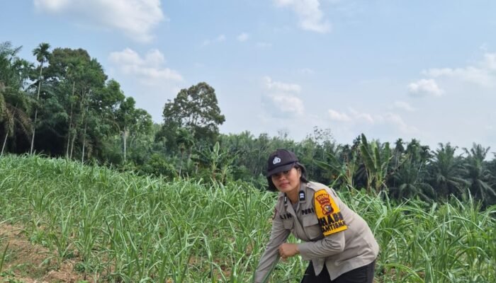 Polsek Tambusai Cek Perkembangan Tanaman Jagung di Desa Batas, Perkuat Dukungan Swasembada Pangan Nasional