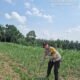 Polsek Tambusai Cek Perkembangan Tanaman Jagung di Desa Batas, Perkuat Dukungan Swasembada Pangan Nasional