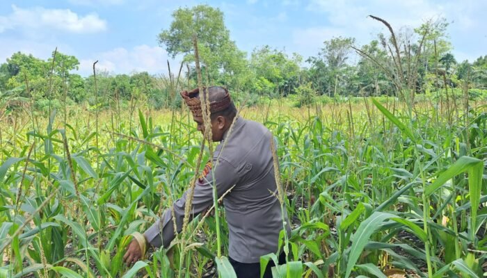 Polsek Rambah Hilir Perkuat Modernisasi Pertanian Desa Sejati, Tingkatkan Produksi Jagung untuk Wujudkan Swasembada Pangan Nasional