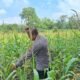 Polsek Rambah Hilir Perkuat Modernisasi Pertanian Desa Sejati, Tingkatkan Produksi Jagung untuk Wujudkan Swasembada Pangan Nasional