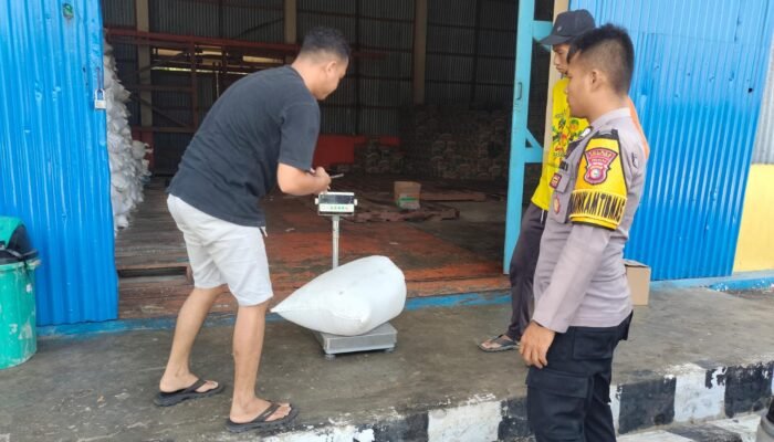 Polsek Tambusai Utara Kawal Penyerapan Jagung Berkualitas, Wujudkan Ketahanan Pangan Nasional