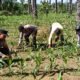 Polsek Kunto Darussalam Kawal Pertumbuhan Jagung Hibrida di Desa Koto Intan Dukung Swasembada Pangan Nasional
