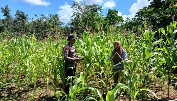 Polsek Rokan IV Koto Dampingi Petani Tingkatkan Produksi Jagung di Desa Suligi Dukung Ketahanan Pangan Nasional
