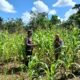 Polsek Rokan IV Koto Dampingi Petani Tingkatkan Produksi Jagung di Desa Suligi Dukung Ketahanan Pangan Nasional