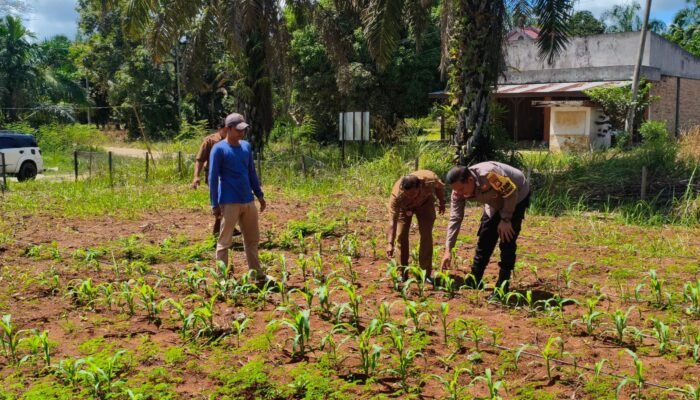 Polsek Rokan IV Koto Pantau Jagung di Desa Pendalian, Kendalikan Kendala Pertumbuhan Dukung Swasembada Pangan Nasional