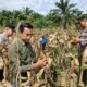 Polsek Tandun Panen Jagung di Desa Tandun, Wujud Nyata Dukung Program Swasembada Pangan Nasional