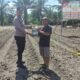 Polsek Tambusai Utara Dukung Ketahanan Pangan, Serahkan Pupuk Cair untuk Petani Jagung di Desa Rantau Sakti