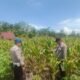 Polsek Rambah Hilir Dampingi Petani Jagung Desa Sejati Hadapi Tantangan Cuaca, Perkuat Ketahanan Pangan Nasional