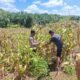 Polsek Tambusai Dampingi Petani Talikumain Optimalkan Lahan Produktif untuk Dukung Ketahanan Pangan Nasional