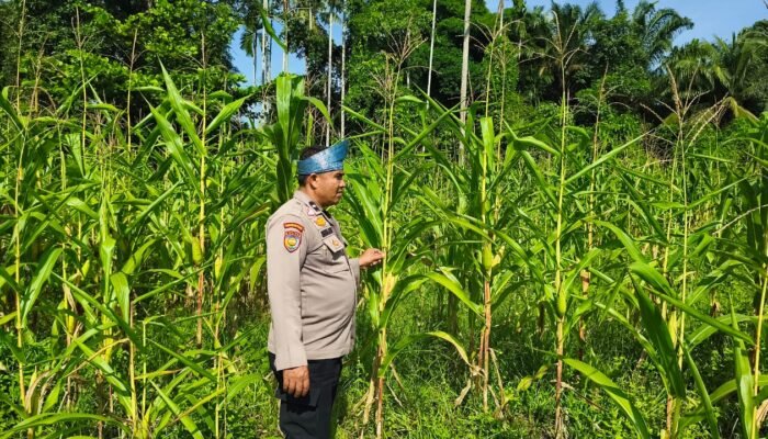 Polsek Rokan IV Koto Kawal Pertumbuhan Jagung Hibrida di Desa Rokan Koto Ruang, Perkuat Swasembada Pangan Nasional