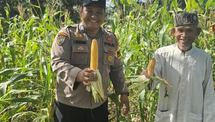 Polsek Bonai Darussalam Dukung Ketahanan Pangan Nasional, Jagung Hibrida di Desa Kasang Mungkal Mulai Berbuah