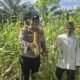 Polsek Bonai Darussalam Dukung Ketahanan Pangan Nasional, Jagung Hibrida di Desa Kasang Mungkal Mulai Berbuah