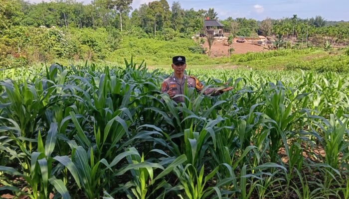 Polsek Rambah Pastikan Nutrisi Jagung di Desa Koto Tinggi Terpenuhi, Perkuat Swasembada Pangan Nasional