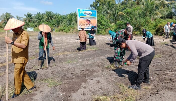 Polsek Tambusai Utara dan Pemdes Simpang Harapan Tanam Jagung Kuartal III Dukung Swasembada Pangan Nasional