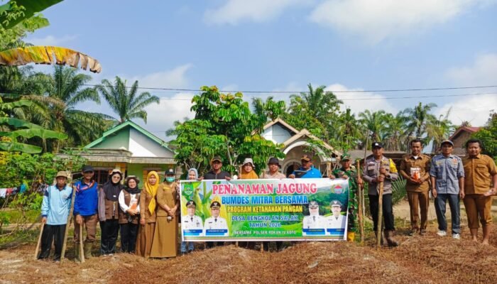Polsek Rokan IV Koto Kawal Pertanian Modern Jagung Pipil di Pendalian Perkuat Swasembada Pangan Nasional