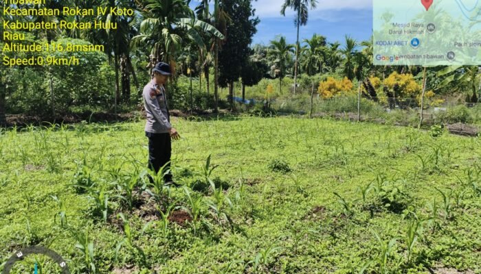 Polsek Rokan IV Koto Kawal Pertumbuhan Jagung Fase Vegetatif di Desa Tibawan, Dukung Ketahanan Pangan Nasional Hingga Panen