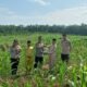 Polsek Tambusai Salurkan Pupuk Cair di Desa Batas, Wujud Dukungan terhadap Swasembada Pangan Nasional
