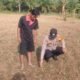 Polsek Rokan IV Koto Pantau dan Evaluasi Pertumbuhan Jagung Desa Sikebau Jaya, Perkuat Swasembada Pangan Nasional