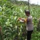 Polsek Tambusai Utara Pantau Ketahanan Pangan Jagung Hibrida di Desa Pagar Mayang, Panen Diperkirakan Akhir Agustus