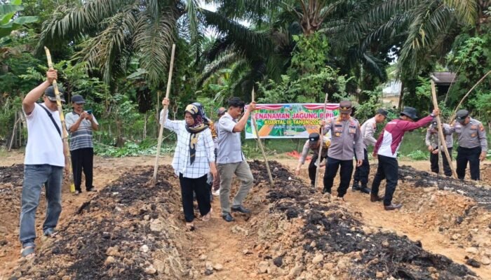 Polsek Tandun Dorong Swasembada Pangan untuk Produksi Jagung, Penanaman Kuartal III Digelar di Desa Dayo