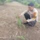 Polsek Rokan IV Koto Pantau Pertumbuhan Tanaman dan Perkembangan Lahan Pertanian Desa Sei Kandis, Dukung Swasembada Pangan Nasional