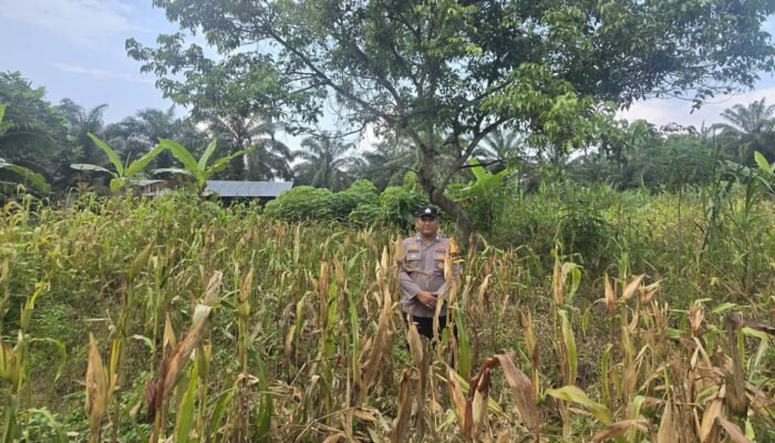 Polsek Bonai Darussalam Pantau Jagung Siap Panen di Desa Kasang Mungkal, Perkuat Swasembada Pangan Nasional