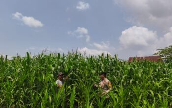 Polsek Tambusai Utara Pastikan Pertumbuhan Jagung Monokultur di Desa Bangun Jaya Tetap Terpantau
