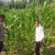Polsek Rokan IV Koto Dampingi Petani Jagung Cipang Kiri Hilir Dukung Swasembada Pangan Nasional