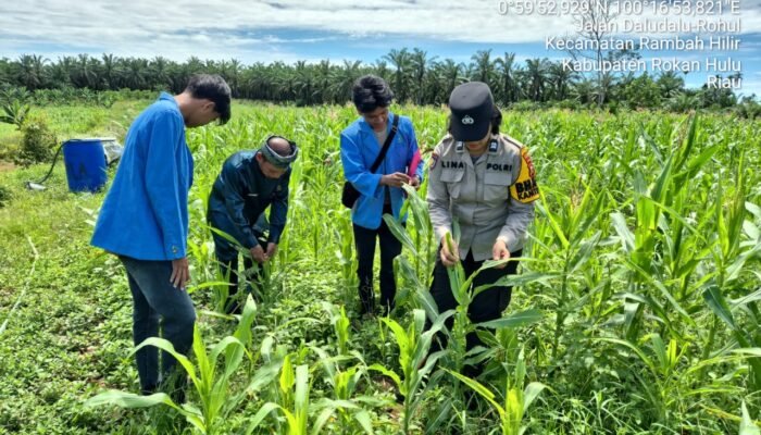 Polsek Tambusai Pastikan Perawatan Jagung Desa Batas Optimal, Wujud Nyata Ketahanan Pangan Nasional