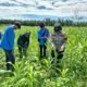 Polsek Tambusai Pastikan Perawatan Jagung Desa Batas Optimal, Wujud Nyata Ketahanan Pangan Nasional