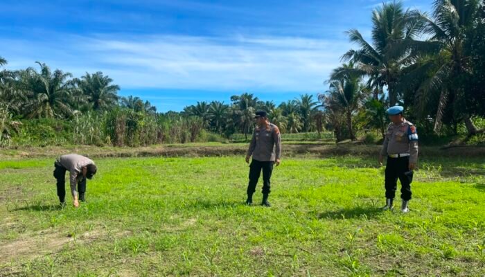 Polsek Rambah Tekankan Perawatan Maksimal Tanaman Jagung di Bangun Purba Guna Memperkuat Ketahanan Pangan Nasional