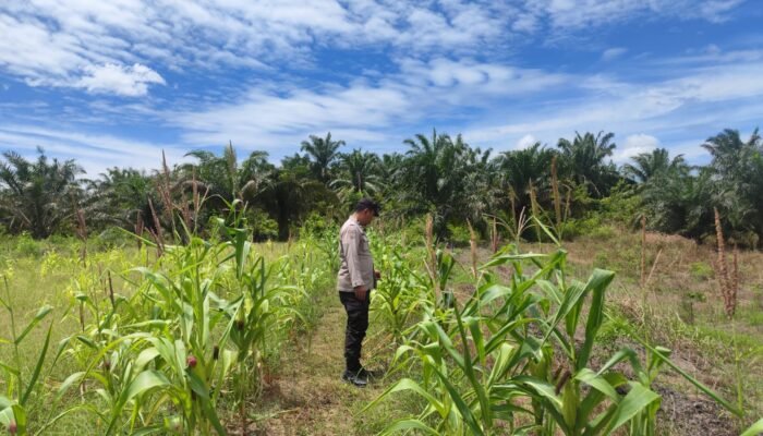 Polsek Rokan IV Koto Dorong Perawatan Maksimal Dukung Ketahanan Pangan Nasional Desa Lubuk bendahara 